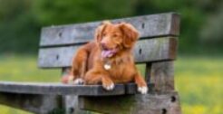 Pet Friendly Places To Visit