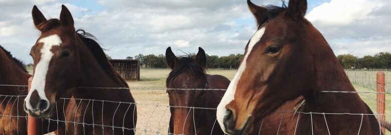 Shirley Horse & Pony Rescue