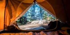 Pet Friendly Campsites & Holiday Parks