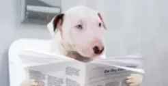 Pet Friendly Banks