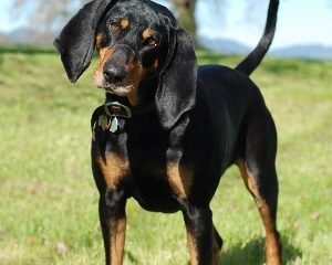 Black & Tan Coonhound Club
