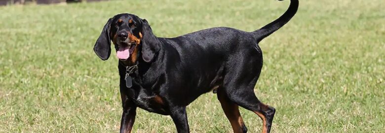 Black & Tan Coonhound Club