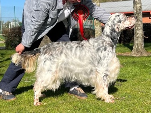 Southern English Setter Society