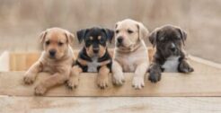 Licensed Breeders