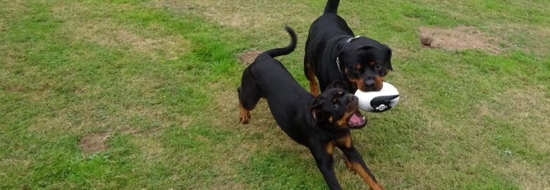 Olympus Rottweiler Breeders