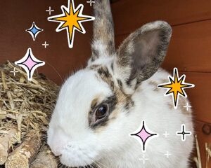 Guinea Pig And Rabbit Rescue