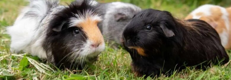 Guinea Pig And Rabbit Rescue