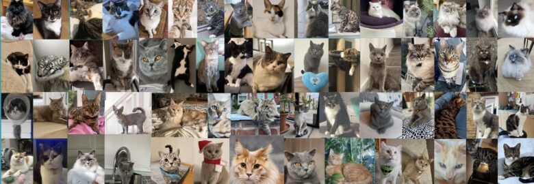 FIP Cats U.K