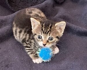 Next Steps Cat Rescue