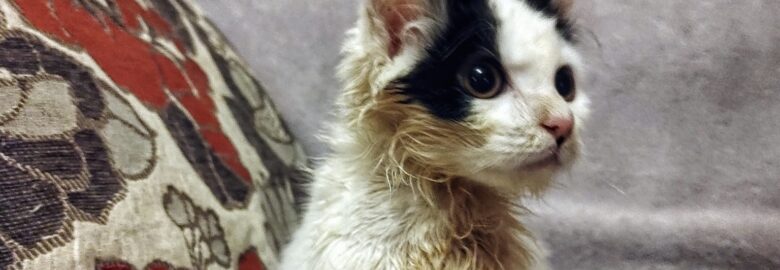 Midlands Animal Rescue Team