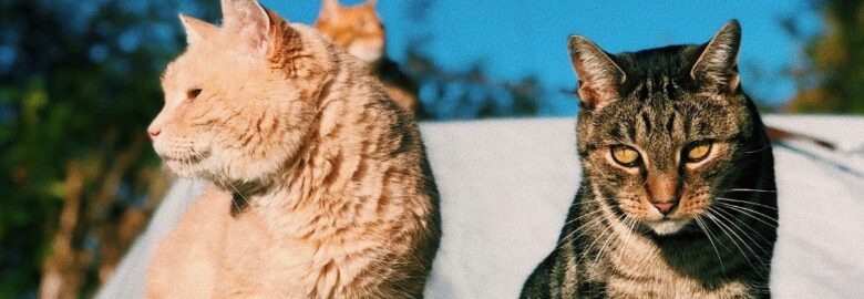 Filey Cat Rescue