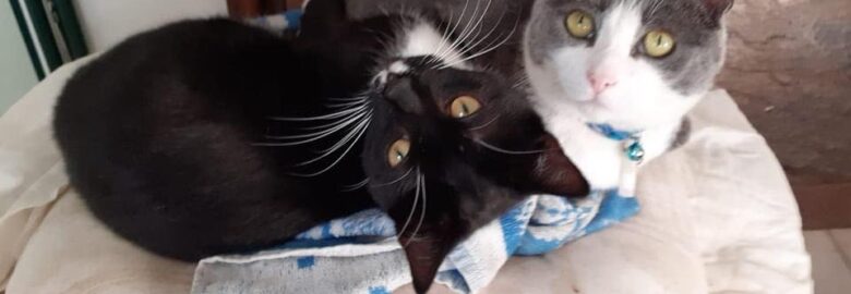 The Cat House Rescue