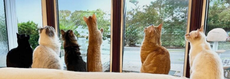 The Ginger Cat House Rescue, Refuge and Rehome