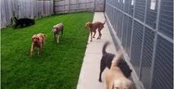 Kennels