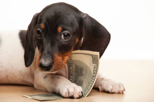 Pet Friendly Banks
