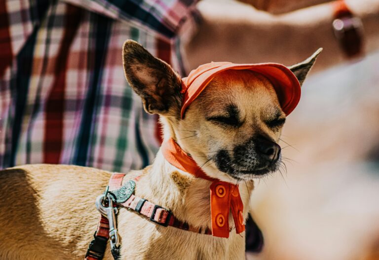 Pet Apparel & Pet Products