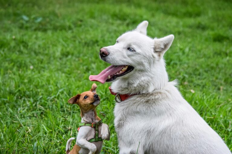 Dog Home Boarders